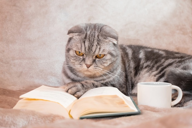 Een grijs gestreepte Schotse kat van Vouwen met gele ogen zit op een deken met een boek en een kop