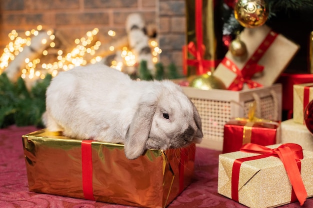 Een grijs hangkonijn zit op een geschenkdoos onder de kerstboom