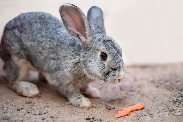 een grijs konijn dat wortel van menselijke hand in de tuin eet.
