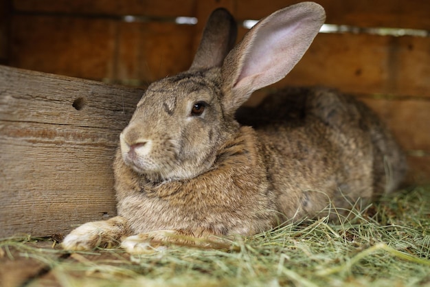 Een grijs konijn ligt op droog gras in een kooi Huisdieren fokken Konijnen fokken