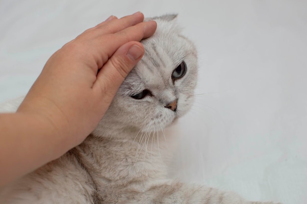 Een grijze Britse korthaar kat ligt in bed op het bed, en de hand van een vrouw streelt de kat. De gastvrouw streelt zachtjes de vacht van haar kat. De relatie tussen een huisdier en een persoon. Selectieve aandacht.