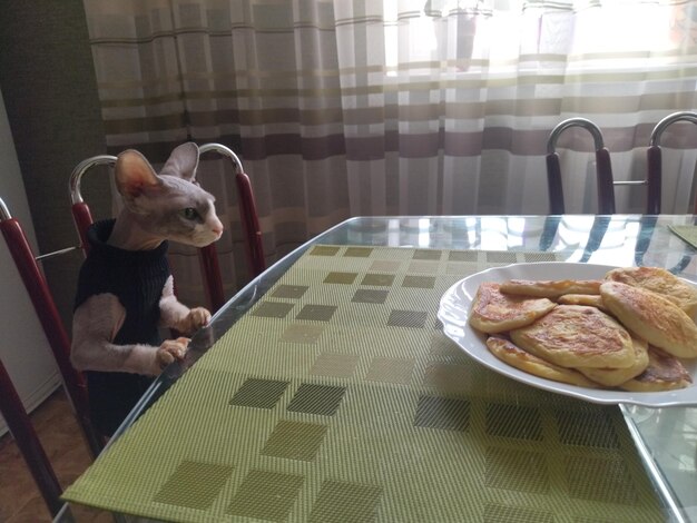 Een grijze Canadese Sphynx-kat in een zwart jasje zit aan een eettafel voor een bord pannenkoeken