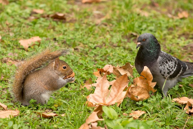 Foto een grijze eekhoorn die naar een duif kijkt terwijl hij een noot vasthoudt