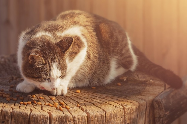 Een grijze en witte kat eet droogvoer op een stronk Dierenvoeding