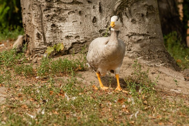 Een grijze gans loopt op het gras