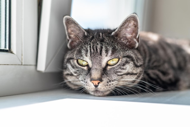 Een grijze gestreepte kat ligt vooraan en geniet van de zon uit het raam en knijpt zijn ogen tot rust