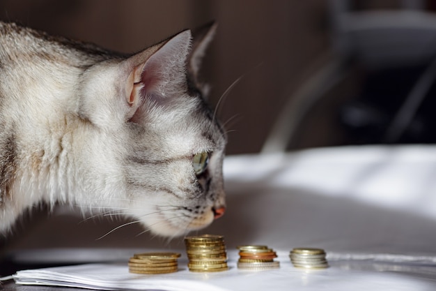 Een grijze kat die op een stapel munten let. Concept afbeelding suggereert kijken of geld besparen. Een rijke kat.