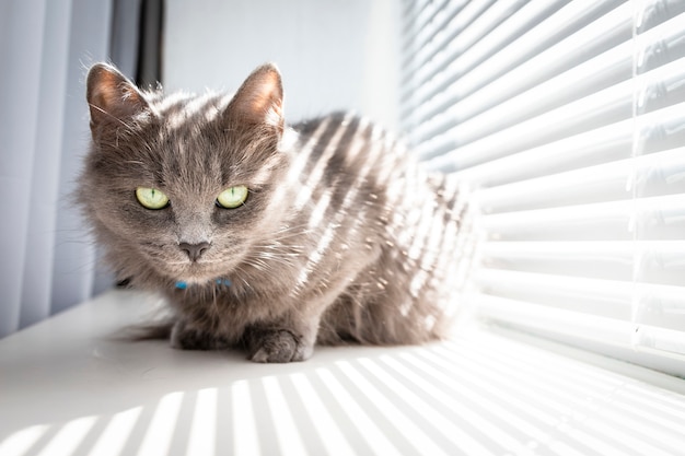 Een grijze kat in een blauwe kraag zit in de buurt van een raam