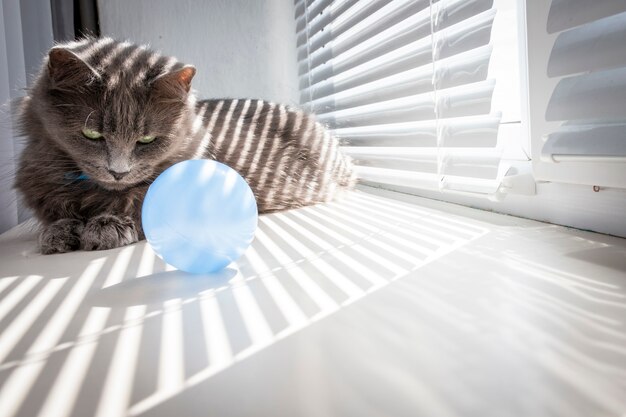 Foto een grijze kat in een blauwe kraag zit in de buurt van een raam