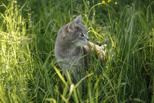 Een grijze kat in het groene gras.