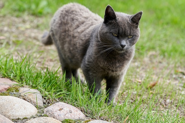 Een grijze kat loopt op groen gras op een zomerdag