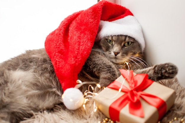 Een grijze kat met een rode kerstmuts ligt met een cadeau met een rood lint