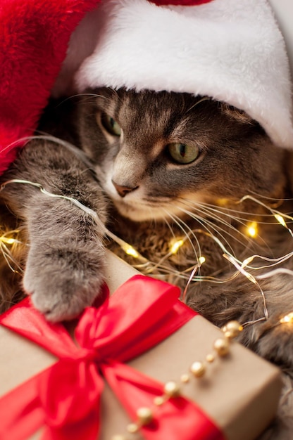 Foto een grijze kat met een rode kerstmuts op een wazige achtergrond met een kerstcadeau kijkt zijwaarts