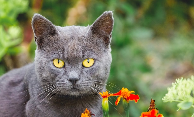 Een grijze kat met gele ogen tussen de bloemen kijkt goed naar de camera