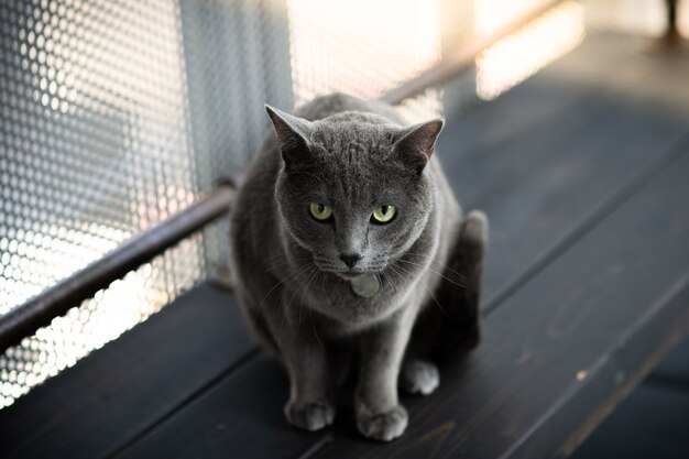 Een grijze kat staart naar iets op de zwarte tafel