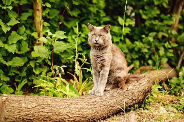 Een grijze kat zit op de stam van een gekapte boom in het park