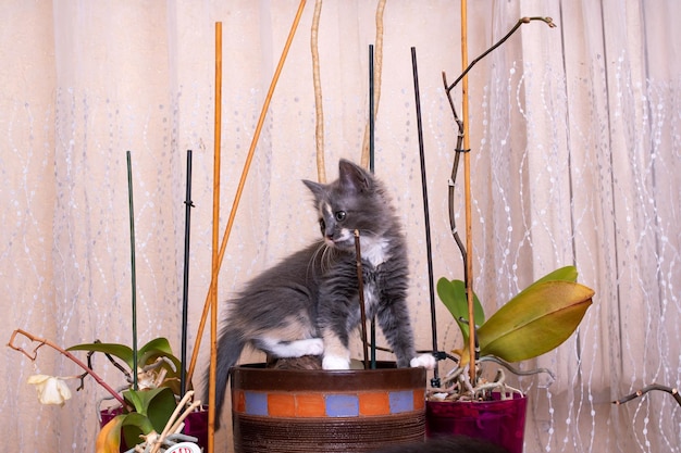 Een grijze kitten zit in een pot met een bloem