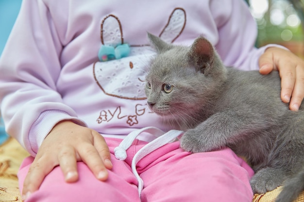 Een grijze kitten zit op de schoot van een kind het concept van dierenverzorging en liefde