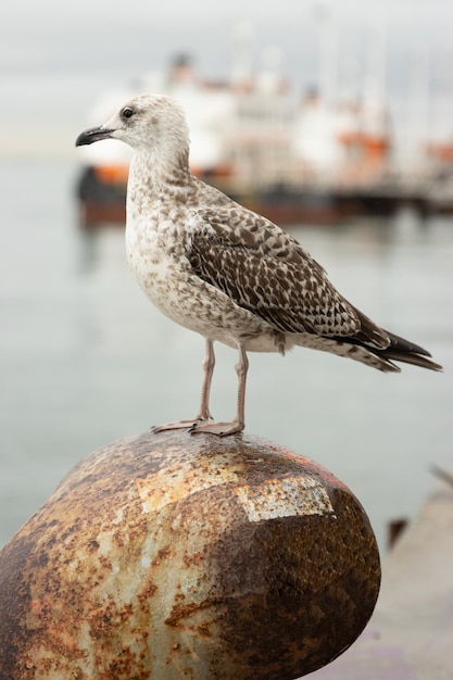 Een grijze meeuw staat op een roestig ding aan zee