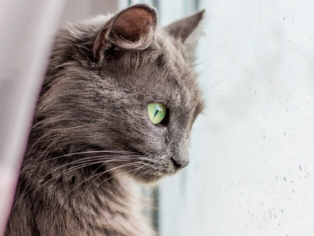 Een grijze raszuivere kat kijkt naar het raam als het regent. druppels regen op het vensterglas