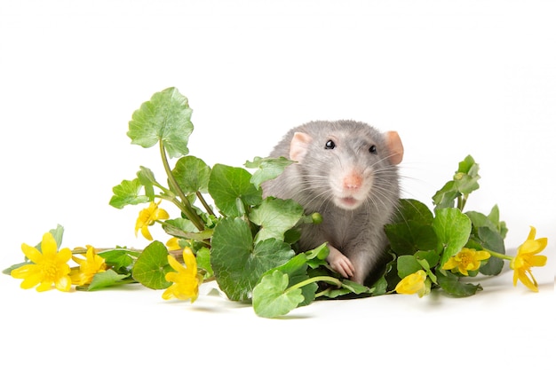 Een grijze rat is naast delicate wilde bloemen op een witte achtergrond.