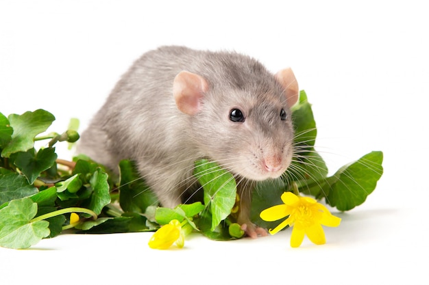 Een grijze rat staat naast delicate wilde bloemen op een wit oppervlak.