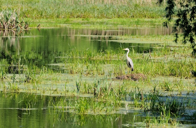 Een grijze reiger Ardea cinerea vliegt over een bosmeer op een ochtend in mei Moskou regio Rusland