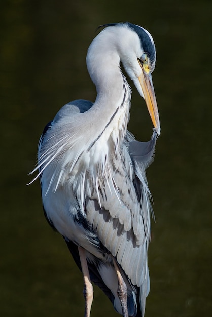 Een grijze reiger die naast een meer staat