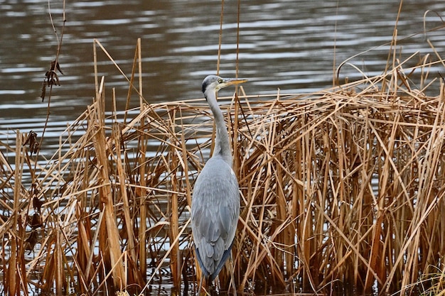 Een grijze reiger staat in het riet van een meer.