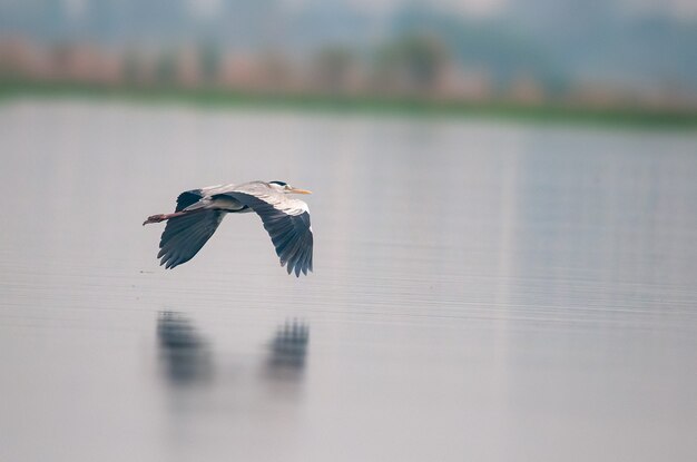 Een grijze reiger vliegt over een rivier