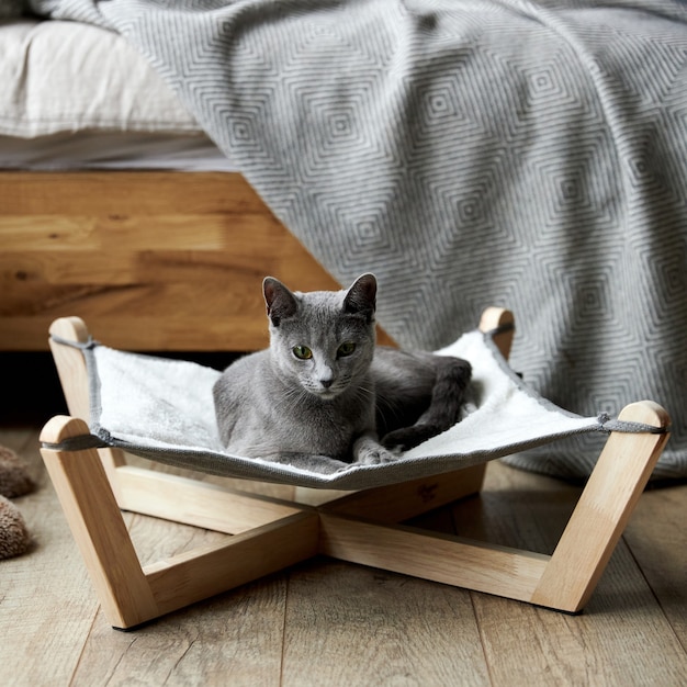 Een grijze russisch blauwe kat ligt in een speciaal hangmatbed voor katten