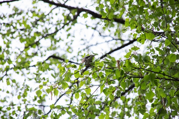 Een grijze vogel zit op een boom