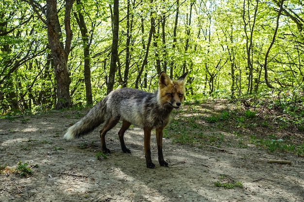 Een grijze vos met bruine ogen in de bergen van de Krim De Demerji-array Mei 2021 Rusland