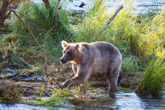 Een grizzlybeer die op zalm jaagt bij Brooks Falls. Kust Bruine Grizzlys die bij Katmai National Park, Alaska vissen. Zomerseizoen. Natuurlijk natuurthema.