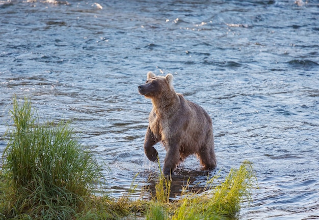 Een grizzlybeer die op zalm jaagt bij Brooks Falls. Kust Bruine Grizzlys die bij Katmai National Park, Alaska vissen. Zomerseizoen. Natuurlijk natuurthema.