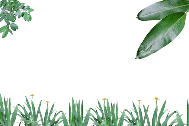 Een groen blad en bloemen op een witte achtergrond
