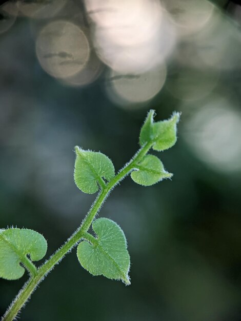 Een groen blad met de letter m erop