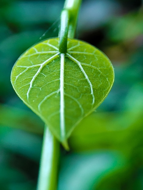 Foto een groen blad met de nerven van het blad.