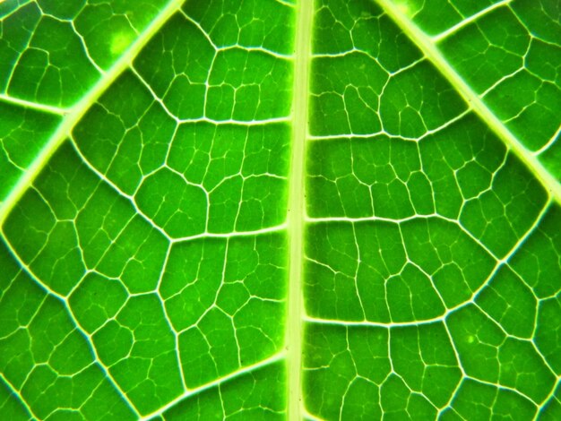 Een groen blad met de nerven van het blad