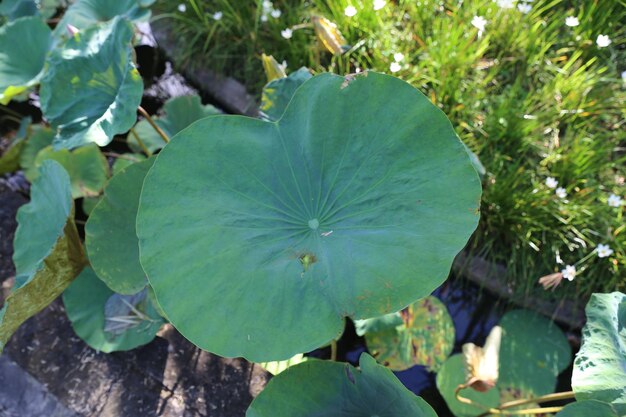 Een groen blad met een gele vlek erop