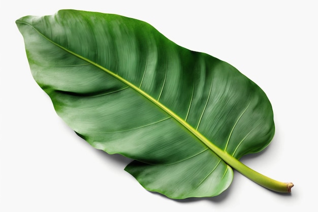Een groen blad met het woord banaan erop.
