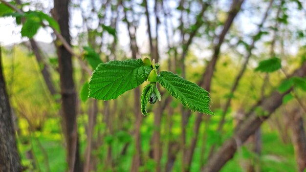 Foto een groen blad met het woord 