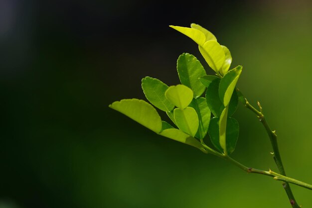 Een groen blad met het woord citroen erop