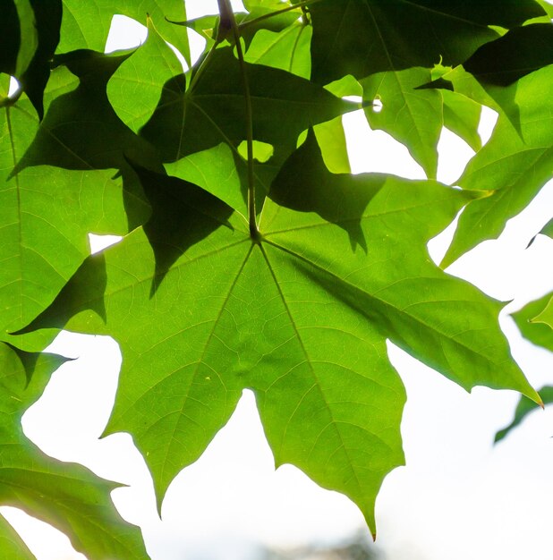 Een groen blad met het woord "esdoorn" erop