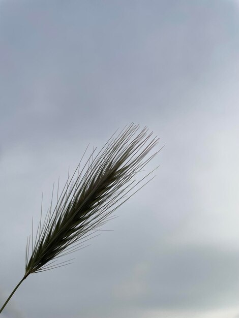 Een groen blad met het woord tarwe erop