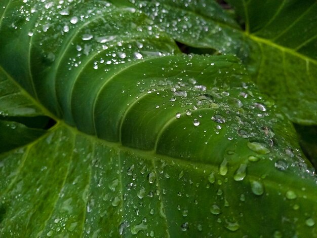 Foto een groen blad met waterdruppels erop