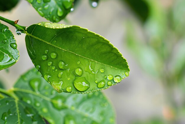 Een groen blad met waterdruppels erop