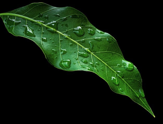 Een groen blad met waterdruppels erop