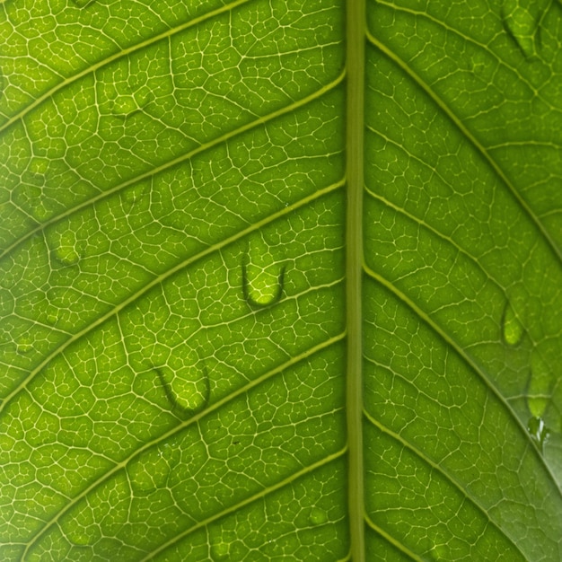 Een groen blad met waterdruppels erop.