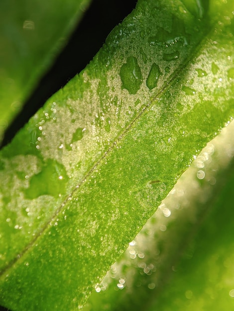 Een groen blad met waterdruppels erop